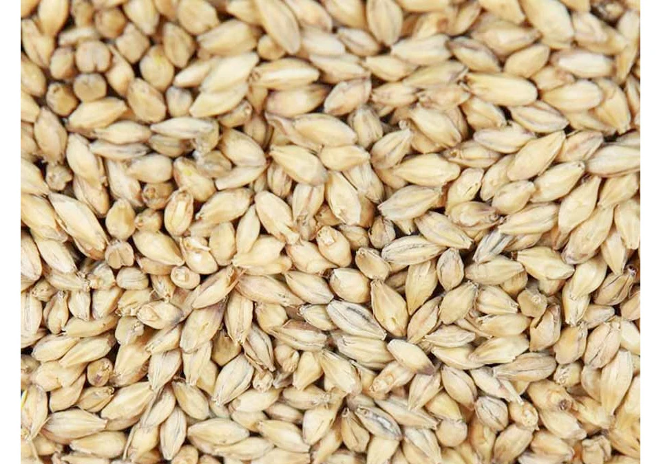 Thomas Fawcett Golden Promise Pale Ale Malt 1kg Whole